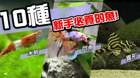 養魚推薦|10種激推!給新手的魚~養這些!讓你告別養魚殺手~【憩魚水族】